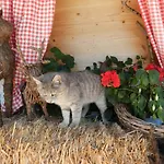 Séjour à la ferme Biohof Vorderreith *